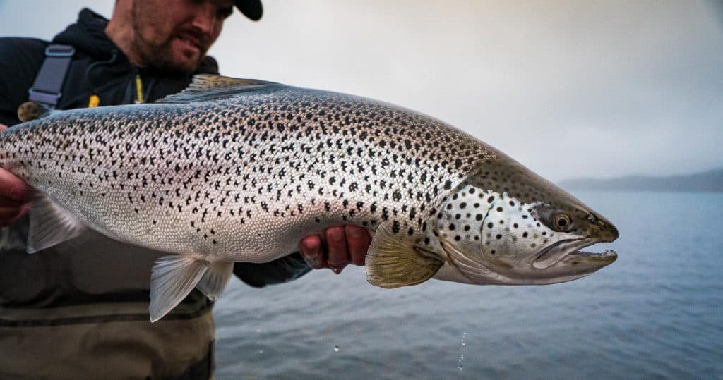 Villingavatnsárós urriði