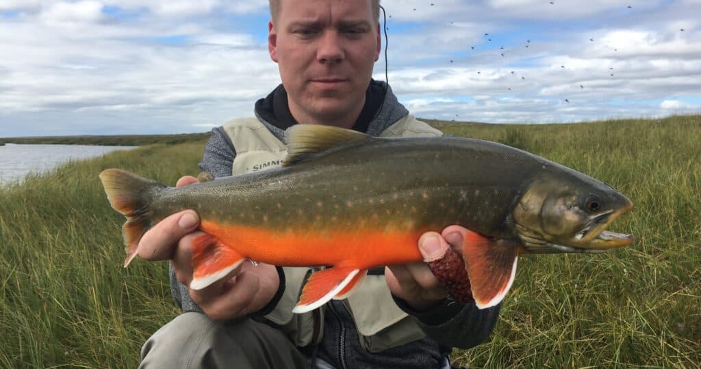 Bleikja af Arnarvatnsheiði